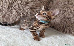 Bengal cats for sale: ✨ Bengal TICA Registered kittens Available ✨🐱 - Image 28