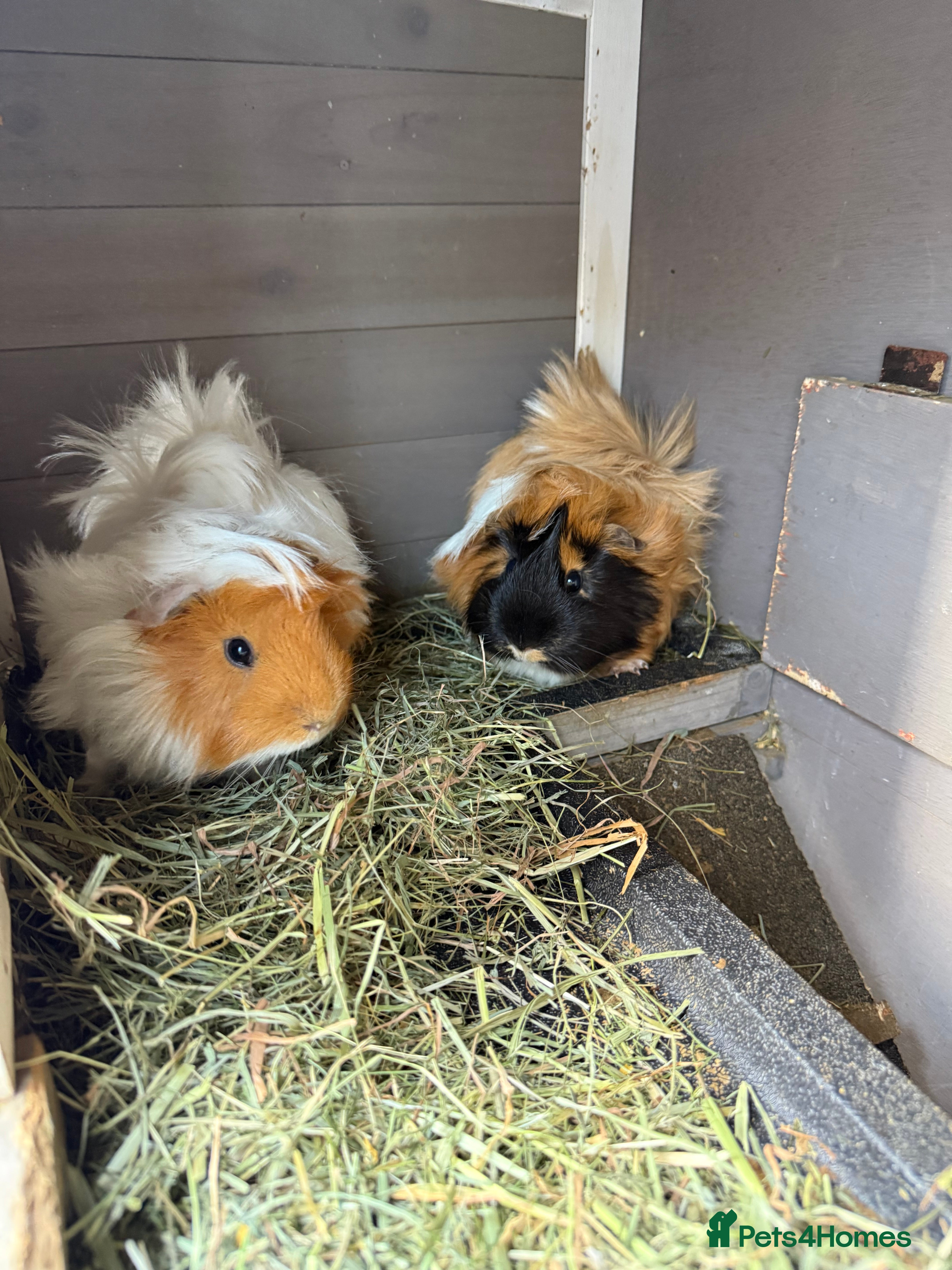 Guinea Pig rodents 2 male guinea pigs - Advert 2