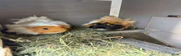 Guinea Pig rodents for sale: 2 male guinea pigs in Holywell - Advert 1