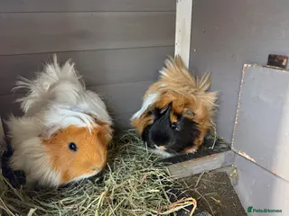Guinea Pig rodents 2 male guinea pigs - Advert 2