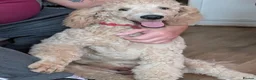 Standard Poodle dogs for stud: FOR STUD ONLY - Watson - Advert 3