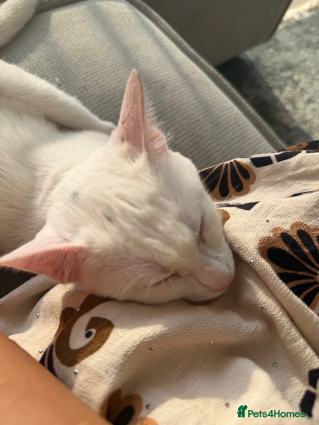 Arabian Mau cats for sale: Disabled Arabian mau kitten from Dubai  - Advert 2