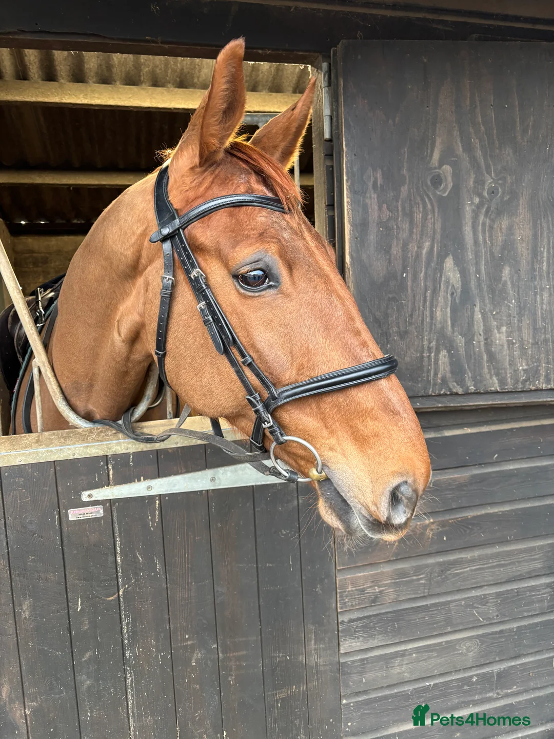 English Warmblood horses for sale: Striking dressage school mistress - Advert 2