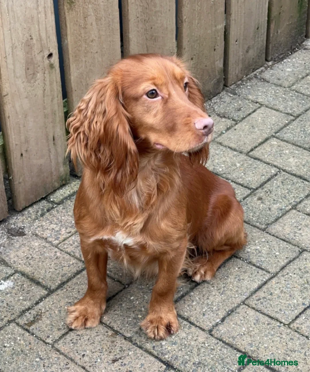 Cocker Spaniel dogs for sale: Red working cocker spaniel puppy 16wks  - Image 4