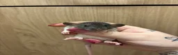Rat rodents for sale: Gorgeous pedigree dwarf rat pups - Advert 7