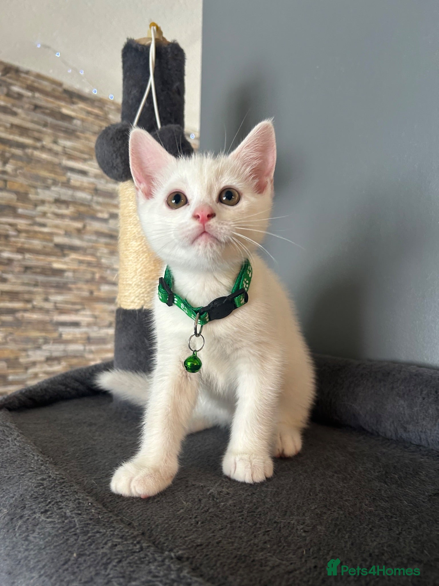 British Shorthair cats READY TO LEAVE BRITISH SHORTHAIR - Advert 2