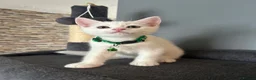 British Shorthair cats for sale: READY TO LEAVE BRITISH SHORTHAIR - Advert 1