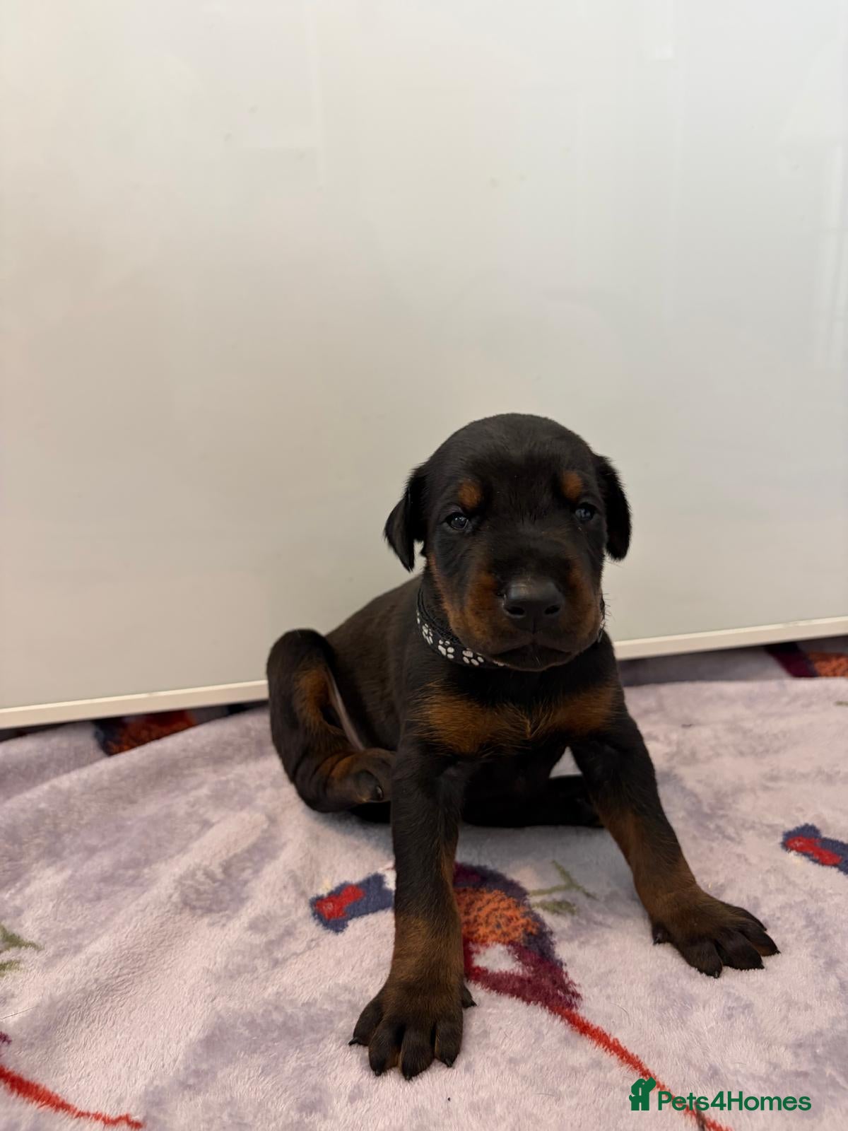 Dobermann dogs KC registered exclusive Dobermann puppies  - Advert 2