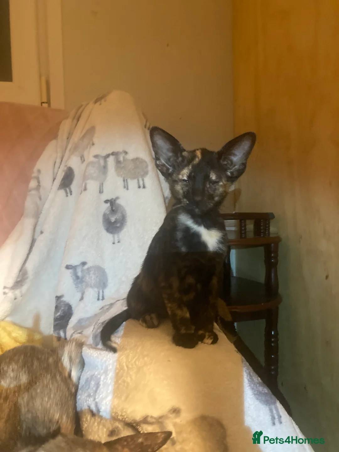 Oriental cats for sale: 2 Oriental girl kittens - Advert 13