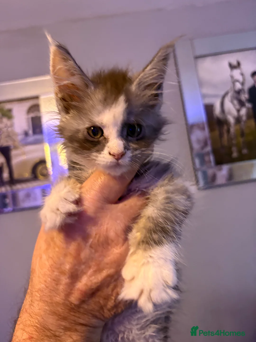 Maine Coon cats for sale: 4 STUNNING MAINE COON BABIES  - Advert 9