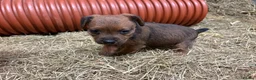 Patterdale Terrier dogs for sale: Patterdale cross Lakeland  - Advert 6