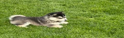 Pomsky dogs for sale: Pomsky puppies - Advert 10