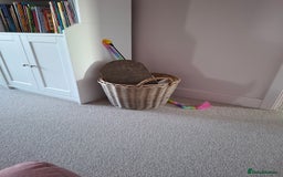 Domestic Shorthair cats for sale: Rehoming our beautiful Callie - Image 17