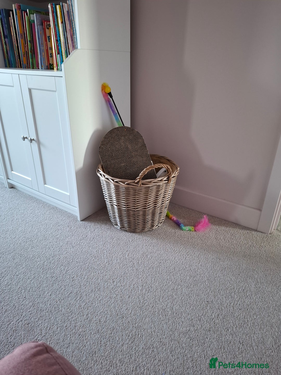 Domestic Shorthair cats for sale: Rehoming our beautiful Callie - Image 17