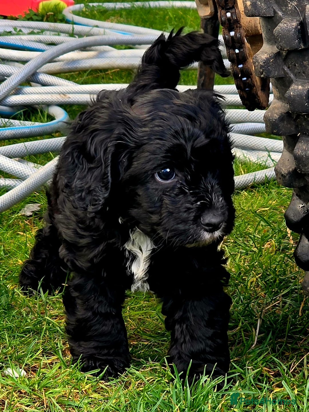 Cockapoo dogs for sale: F1 Cockapoo dog pup for sale  - Image 3
