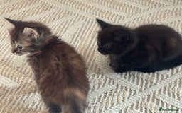 Mixed Breed cats for sale: Friendly and playful kittens  - Image 13