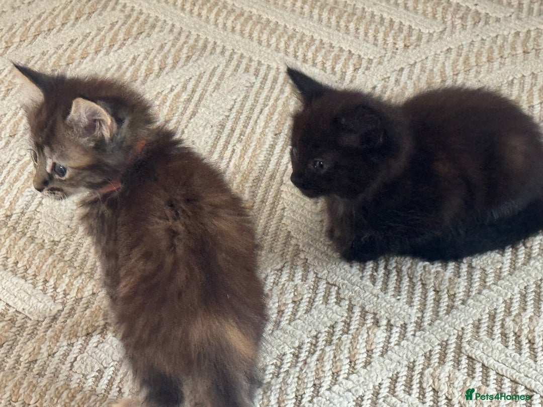 Mixed Breed cats for sale: Friendly and playful kittens  - Image 13