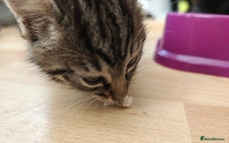 Mixed Breed cats for sale: Ragdoll (mum) X Tabby (dad) - blue eyes ! - Image 20