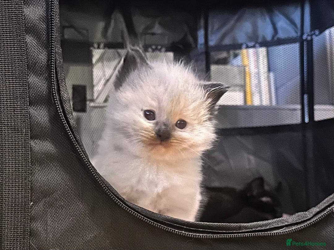 Ragdoll cats for sale: Pure ragdoll  - Advert 13