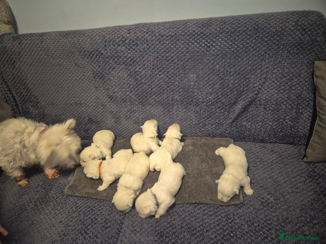 West Highland Terrier dogs for sale: Westhighland Terrier - Advert 12