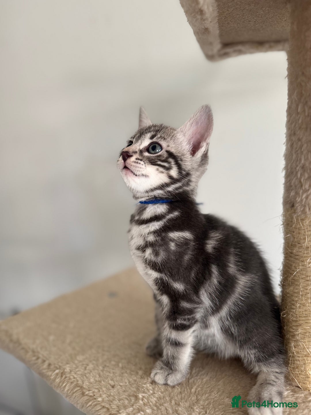 bengal cross kittens for sale in Wigston | Pets4Homes