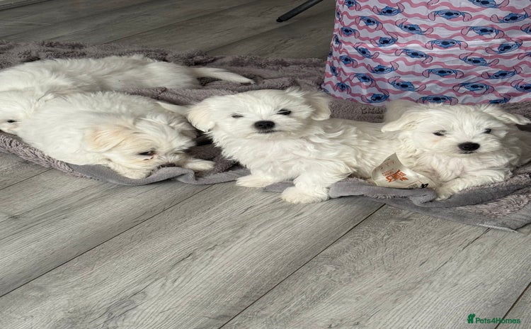 Bichon Frise dogs - Advert 1