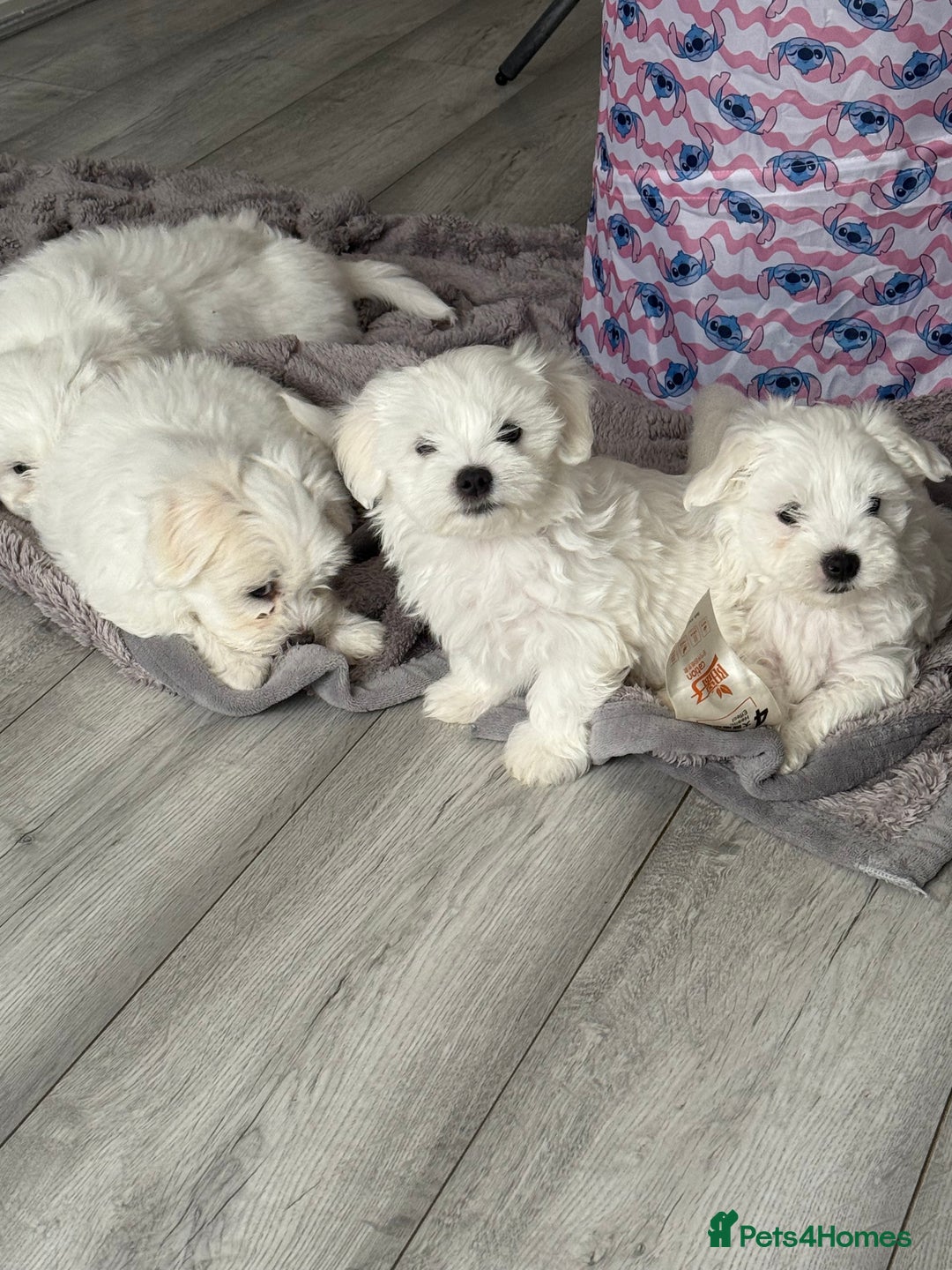 Bichon Frise dogs for sale: Bichon frise - Image 1