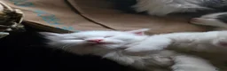 Mixed Breed cats for sale: Cats for sale  - Advert 22