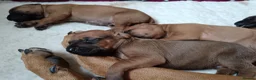 Rhodesian Ridgeback dogs for sale: Pedigree Rhodesian Ridgeback puppies.  in York - Advert 5