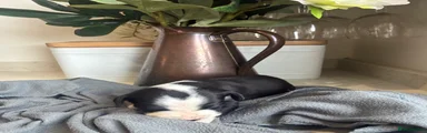 Mixed Breed Puppy 3