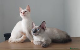 Mixed Breed cats for sale: Two stunning colour point boys ready now  - Image 2