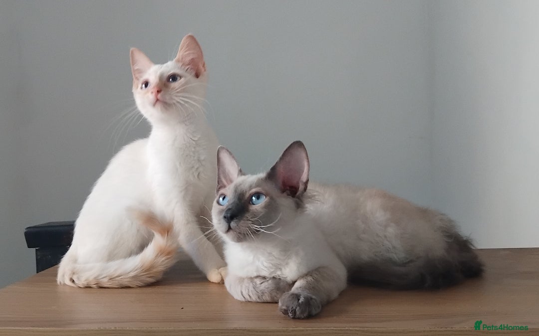 Mixed Breed cats for sale: Two stunning colour point boys ready now  - Image 2