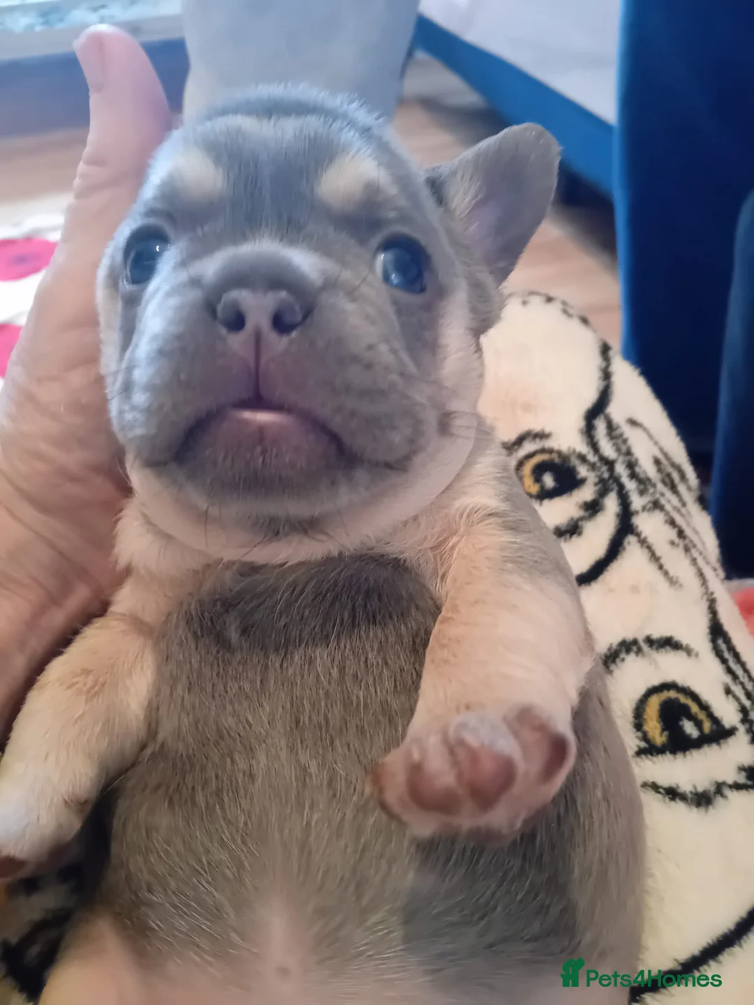 French Bulldog dogs for stud: Lilac and tan carrying cream, testable & fluffy in Motherwell - Advert 9