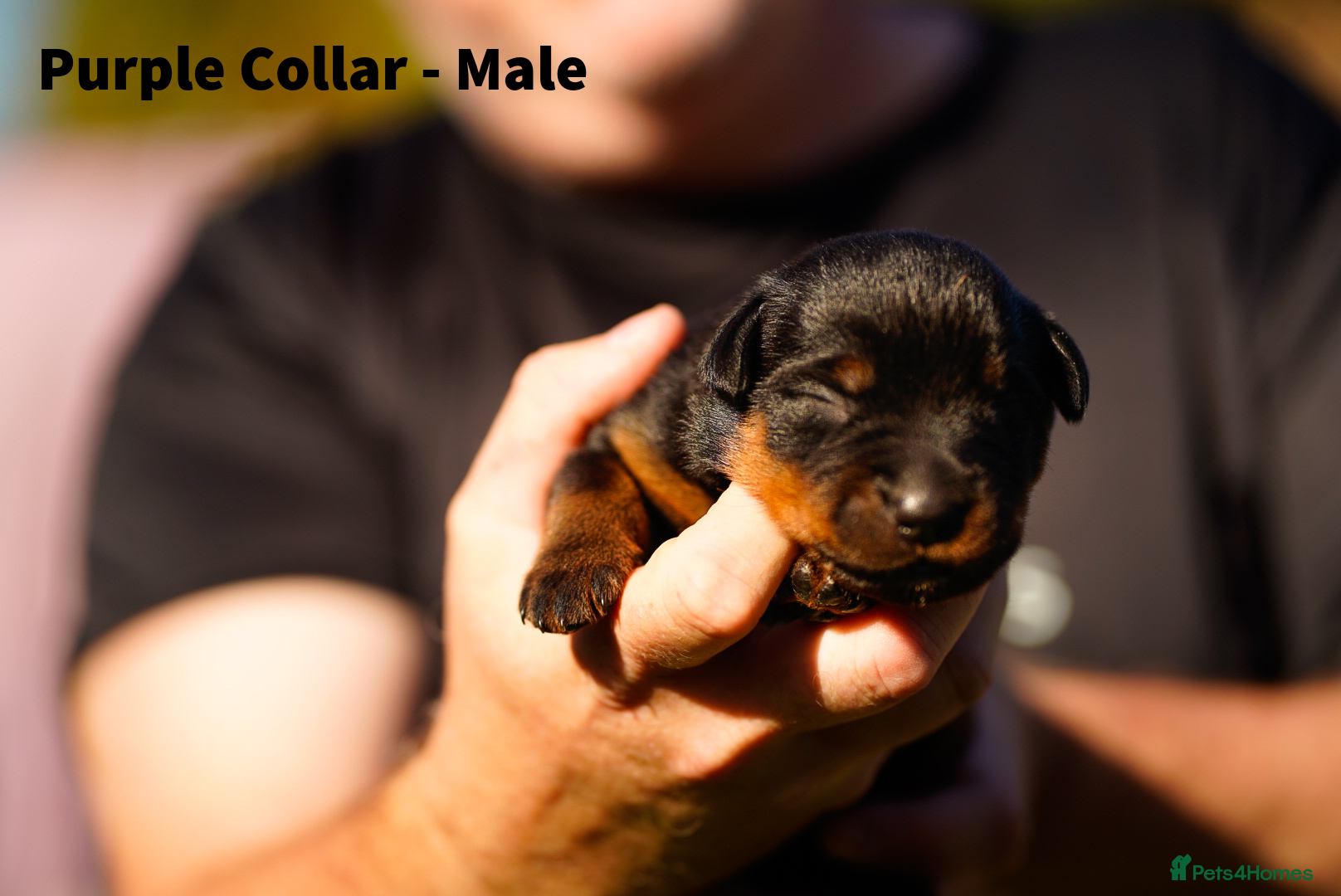 Rottweiler dogs Stunning Rottweiler pups - Advert 2