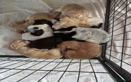 Cocker Spaniel dogs for sale: Cocker spaniel puppies - Image 9
