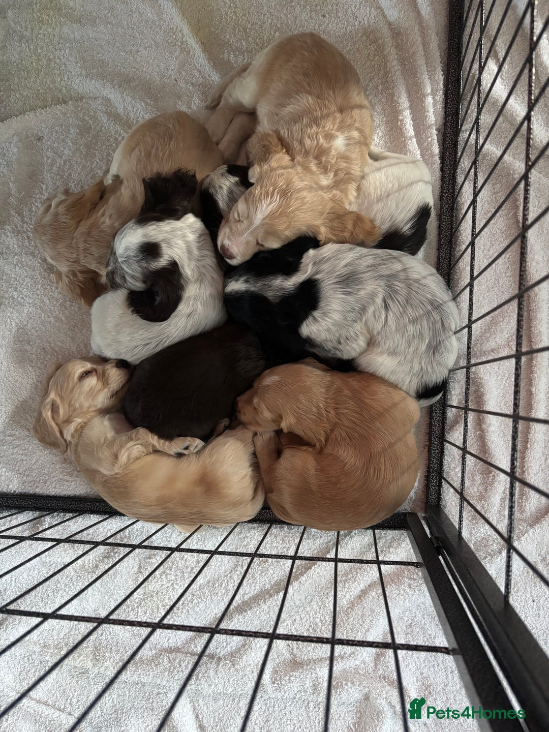Cocker Spaniel dogs for sale: Cocker spaniel puppies - Image 9