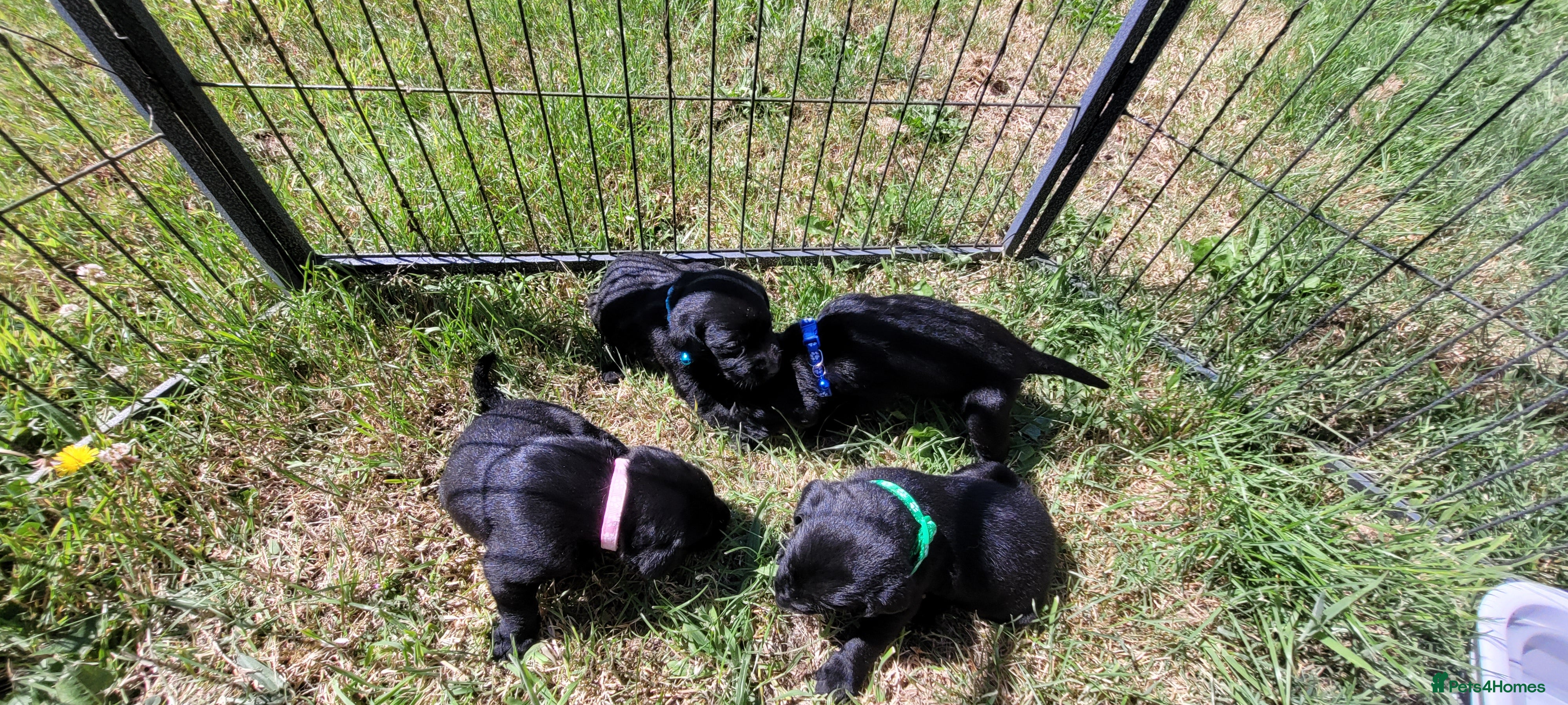 Labrador Retriever dogs KC Reg Black Labrador Puppies – Ready to Reserve - Advert 12