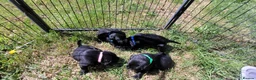 Labrador Retriever dogs for sale: KC Reg Black Labrador Puppies – Ready soon!! - Advert 2