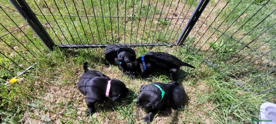 Labrador Retriever dogs for sale: KC Reg Black Labrador Puppies – Ready soon!! - Advert 2