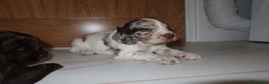 Cocker Spaniel 1