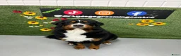 Bernese Mountain Dog dogs for sale: Bernese mountain dog (Bess). in Liverpool - Advert 17