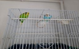 Budgerigars birds for sale: Budgerigar for sale  - Image 4
