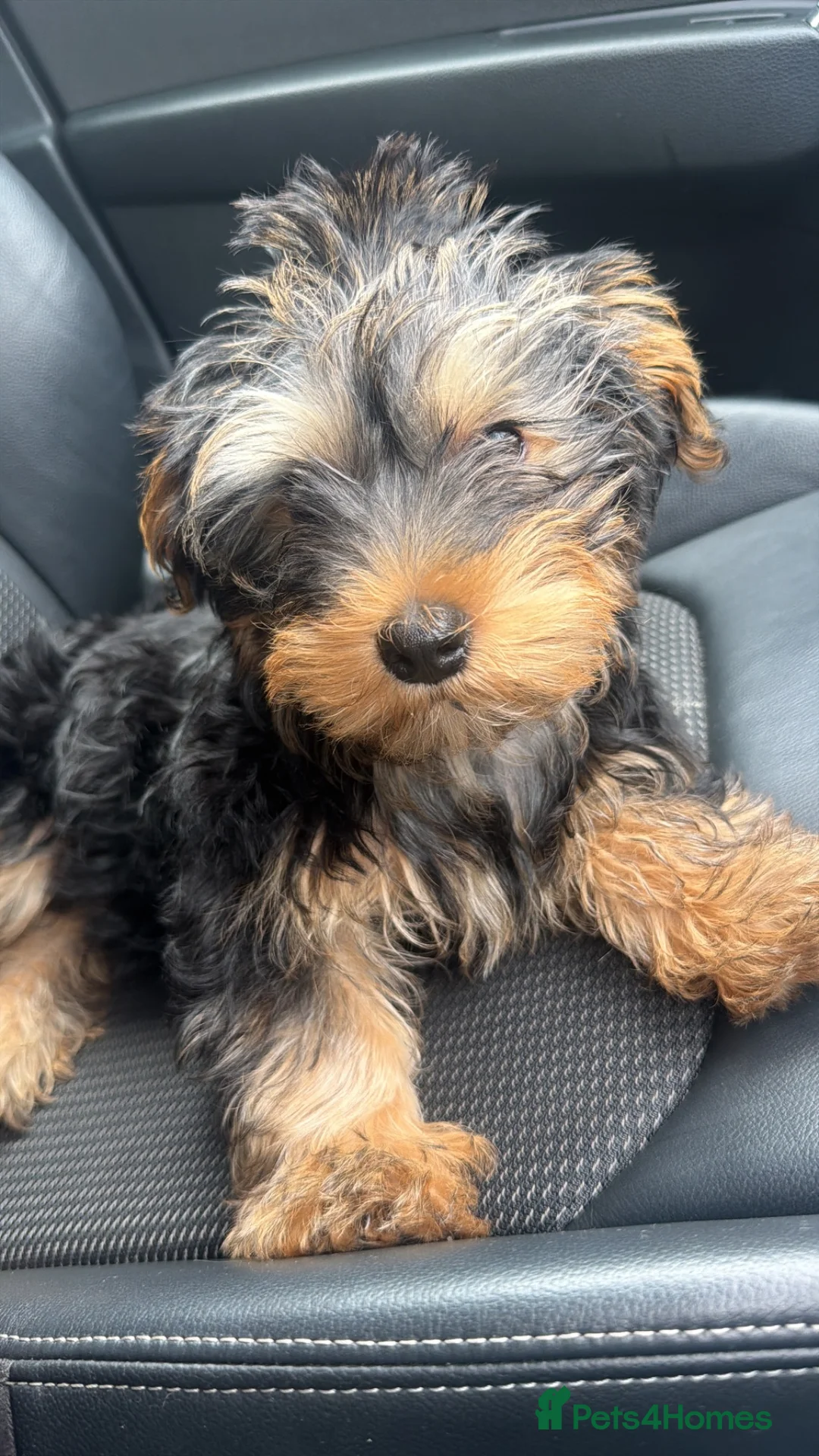 Yorkshire Terrier dogs for sale: Beautiful Yorkie puppy♥️ - Advert 12