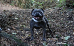 Staffordshire Bull Terrier dogs for stud: CREED NOW AVAILABLE FOR PUBLIC STUD  - Image 3