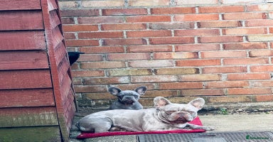 French Bulldog dogs - Advert 10