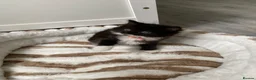 Mixed Breed cats for sale: Four kittens available  - Advert 3