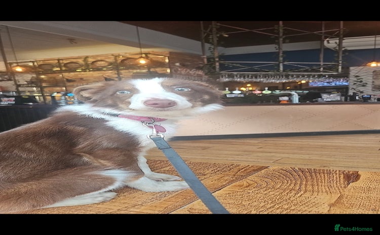 Welsh Collie dogs - Advert 1