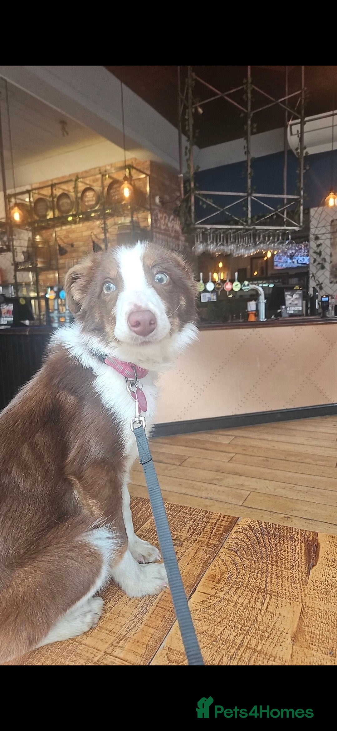 Welsh Collie dogs for sale: Welsh Sheepdog Pup - Female - Image 1
