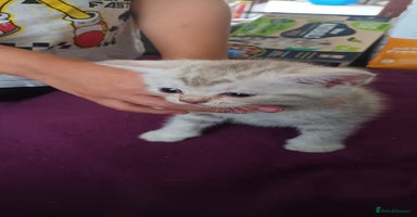 British Shorthair cats - Advert 7