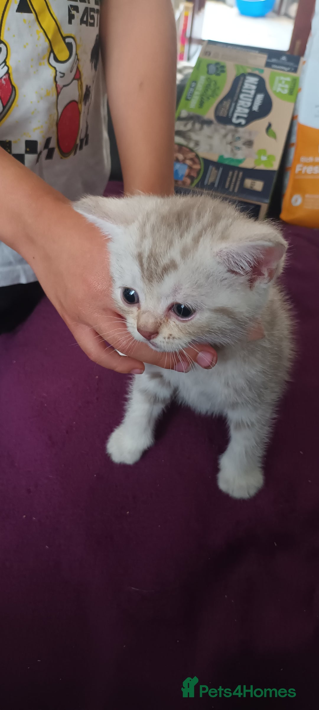 British Shorthair cats for sale: British short hair lilac kittens - Image 5